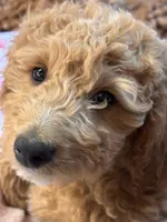Scarlet , a female Miniature Goldendoodle for sale in Lambertville, MI – 1 of 5