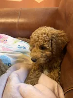 Scarlet , a female Miniature Goldendoodle for sale in Lambertville, MI – 2 of 5