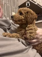 Mr Thistle , a male Miniature Goldendoodle for sale in Lambertville, MI – 1 of 4