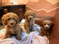 Columbus, a male Miniature Goldendoodle for sale in Lambertville, MI – 3 of 3