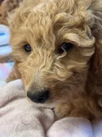 Scarlet , a female Miniature Goldendoodle for sale in Lambertville, MI – 3 of 5