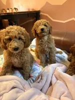 Columbus, a male Miniature Goldendoodle for sale in Lambertville, MI – 1 of 3