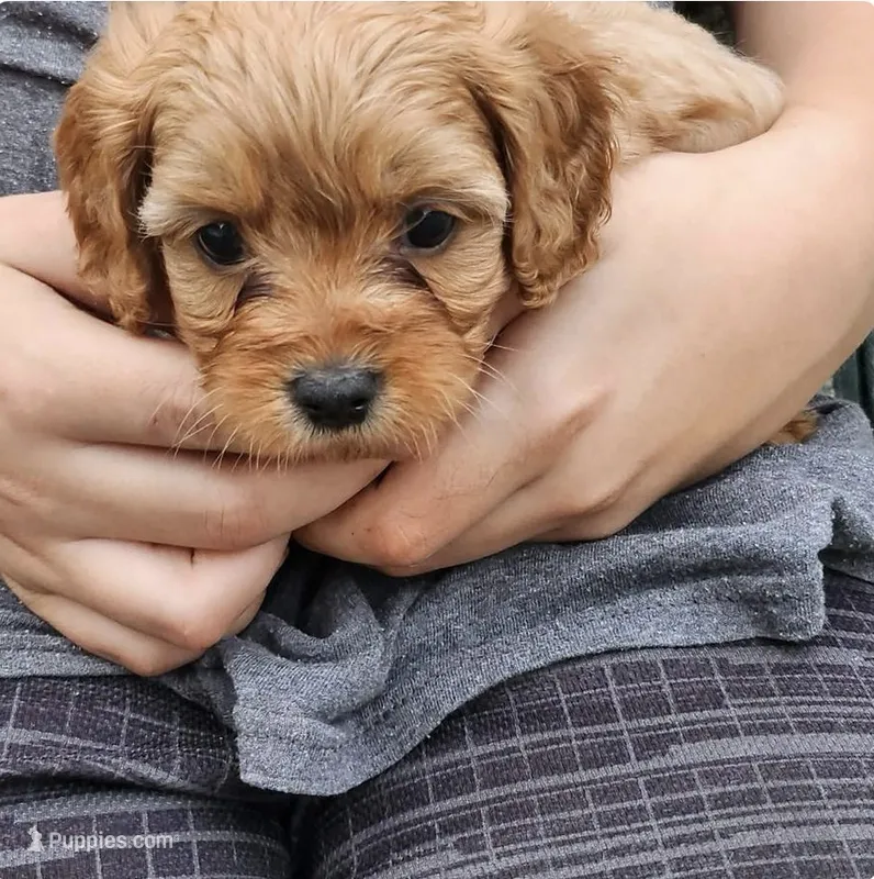 Reese – Cavapoo puppy for sale in Mooresville, NC