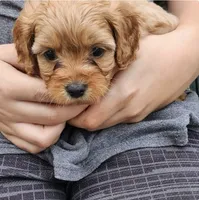 Reese, a male Cavapoo for sale in Mooresville, NC – 1 of 2