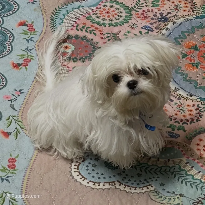 Korean Bluey – Maltese puppy for sale in Mooresville, NC