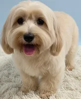 PJ Cockapoo, a female Cockapoo for sale in Mooresville, NC – 2 of 2