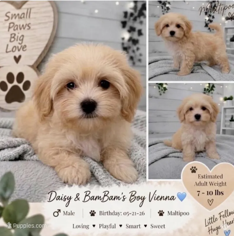 Vienna – Maltipoo puppy for sale in Mooresville, NC