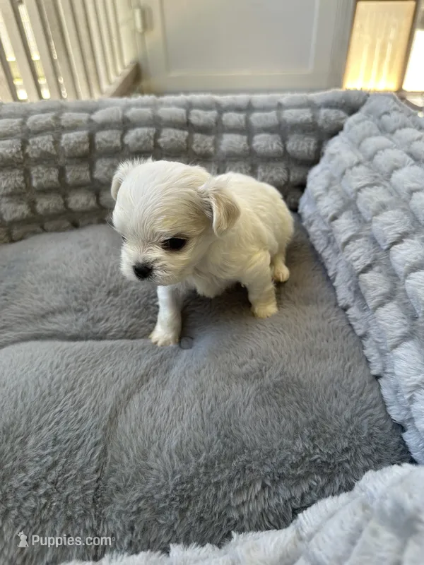 Korean Kori – Maltese puppy for sale in Mooresville, NC