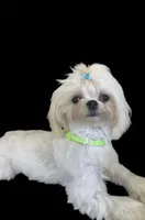 Korean AKC River, a male Maltese for sale in Mooresville, NC – 2 of 3