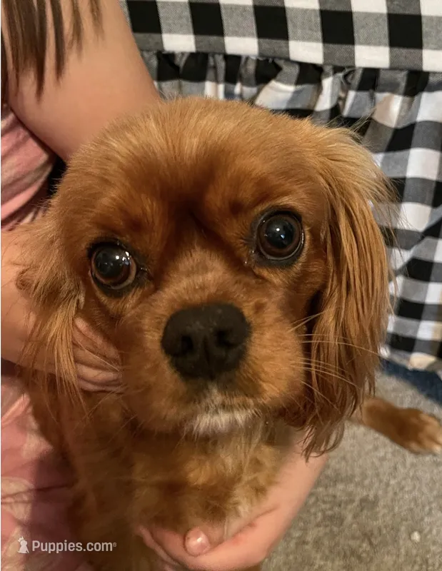 Zoey – Cavalier King Charles Spaniel puppy for sale in Mooresville, NC