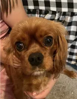 Zoey, a female Cavalier King Charles Spaniel for sale in Mooresville, NC – 1 of 1