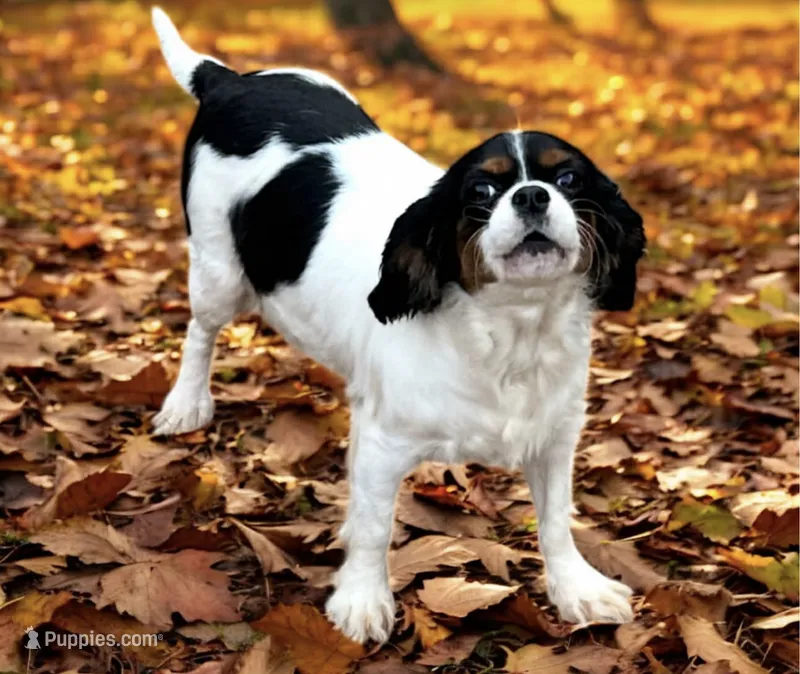 Pixie – Cavalier King Charles Spaniel puppy for sale in Mooresville, NC