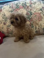 Reese, a male Cavapoo for sale in Mooresville, NC – 2 of 4
