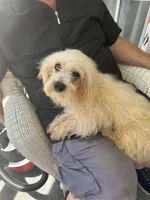 Rascal (make me an offer), a male Maltipoo for sale in Mooresville, NC – 4 of 4