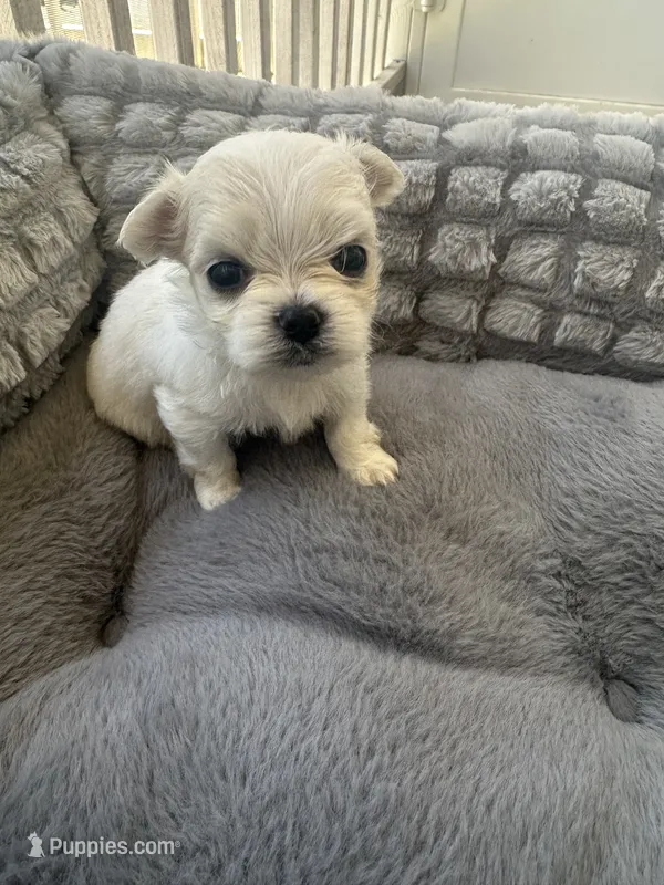 Korean Ashton – Maltese puppy for sale in Mooresville, NC