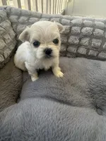 Korean Ashton, a male Maltese for sale in Mooresville, NC – 1 of 2