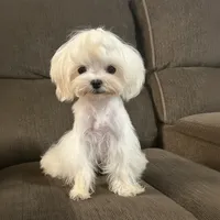Kelly, a female Maltese for sale in Mooresville, NC – 1 of 1