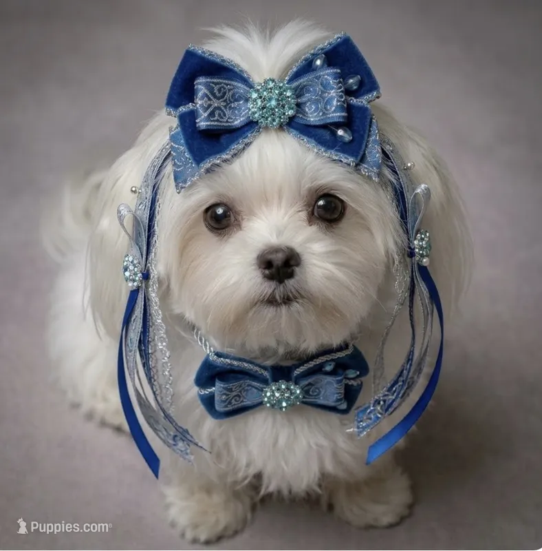 Korean Bluey – Maltese puppy for sale in Mooresville, NC
