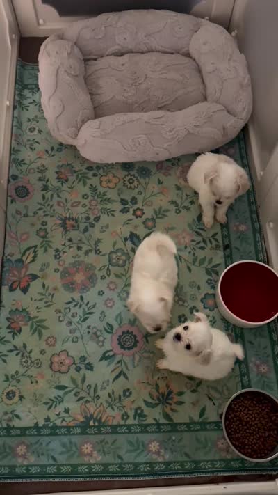 Korean Ashton, a male Maltese for sale in Mooresville, NC – 3 of 3