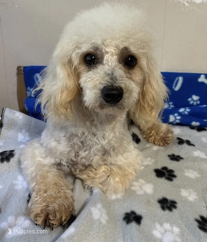 Rascal Cavapoo – Maltipoo puppy for sale in Mooresville, NC