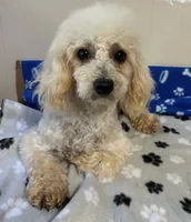 Rascal Cavapoo, a male Maltipoo for sale in Mooresville, NC – 1 of 2