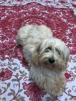 PJ (make me an offer), a female Cockapoo for sale in Mooresville, NC – 4 of 4