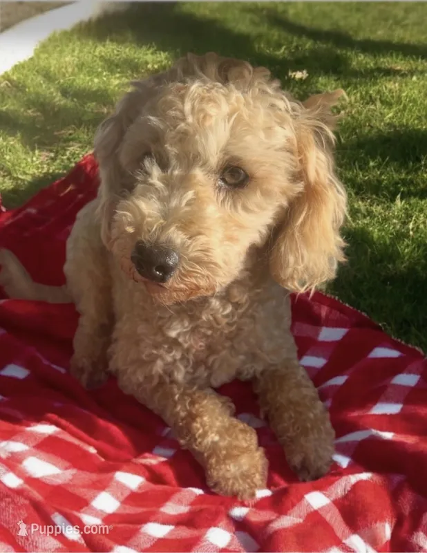Rascal, a male Poodle - Miniature  for sale in Mooresville, NC – Photo 1 of 1