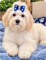 Vienna, a male Maltipoo for sale in Mooresville, NC – 2 of 3