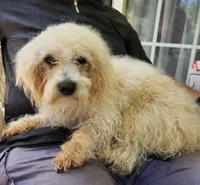 Rascal (make me an offer), a male Maltipoo for sale in Mooresville, NC – 3 of 4