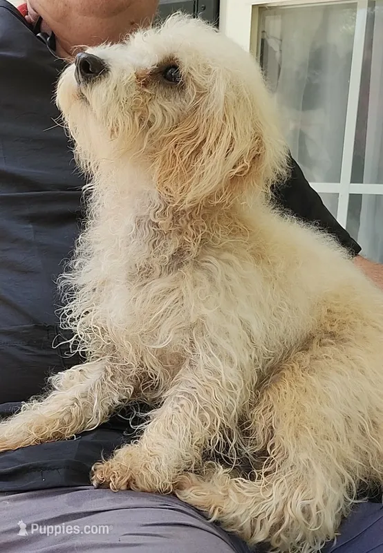 Rascal – Maltipoo puppy for sale in Mooresville, NC