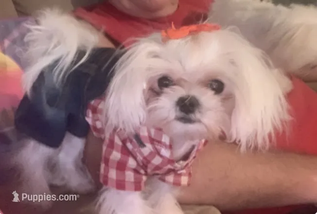 Faith – Maltese puppy for sale in Mooresville, NC