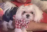 Faith, a female Maltese for sale in Mooresville, NC – 1 of 1