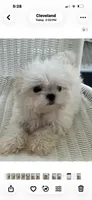 Korean Boy, a male Maltese for sale in Mooresville, NC – 2 of 5