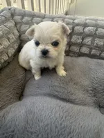 Korean Ashton, a male Maltese for sale in Mooresville, NC – 2 of 2