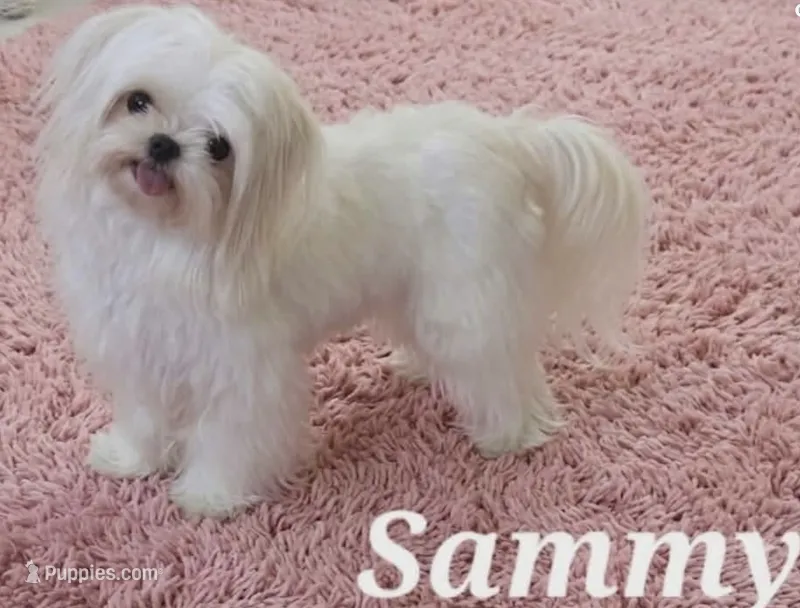 Sammy – Maltese puppy for sale in Mooresville, NC