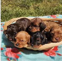 Reese, a male Cavapoo for sale in Mooresville, NC – 2 of 2