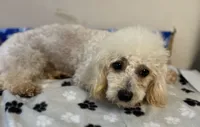 Rascal Cavapoo, a male Maltipoo for sale in Mooresville, NC – 2 of 2