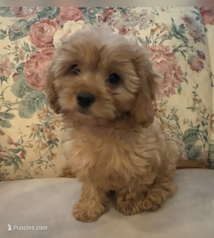 Reese – Cavapoo puppy for sale in Mooresville, NC