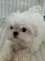 Korean Boy, a male Maltese for sale in Mooresville, NC – 1 of 5