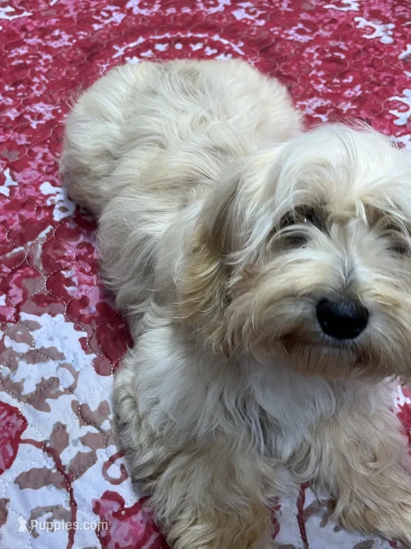 PJ – Cockapoo puppy for sale in Mooresville, NC