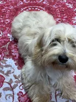 PJ (make me an offer), a female Cockapoo for sale in Mooresville, NC – 1 of 4