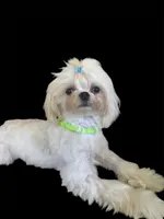 Korean AKC River, a male Maltese for sale in Mooresville, NC – 3 of 3