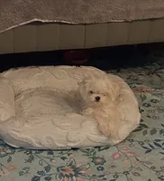Korean Peanut , a male Maltese for sale in Mooresville, NC – 2 of 3