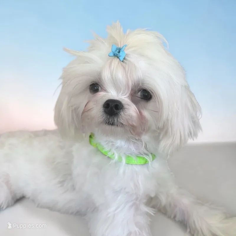 Korean AKC River – Maltese puppy for sale in Mooresville, NC