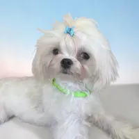 Korean AKC River, a male Maltese for sale in Mooresville, NC – 1 of 3