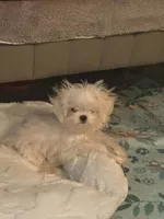 Korean Peanut , a male Maltese for sale in Mooresville, NC – 1 of 3