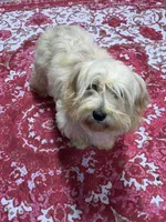 PJ (make me an offer), a female Cockapoo for sale in Mooresville, NC – 3 of 4