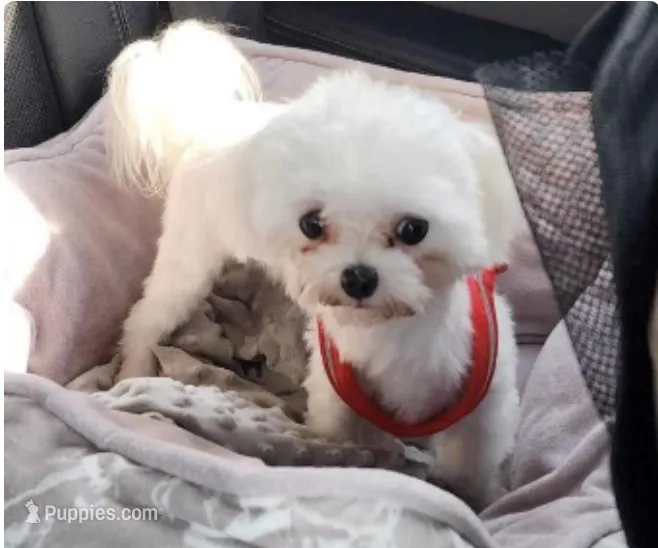 Mika – Maltese puppy for sale in Mooresville, NC