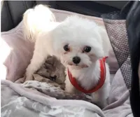 Mika, a female Maltese for sale in Mooresville, NC – 1 of 1