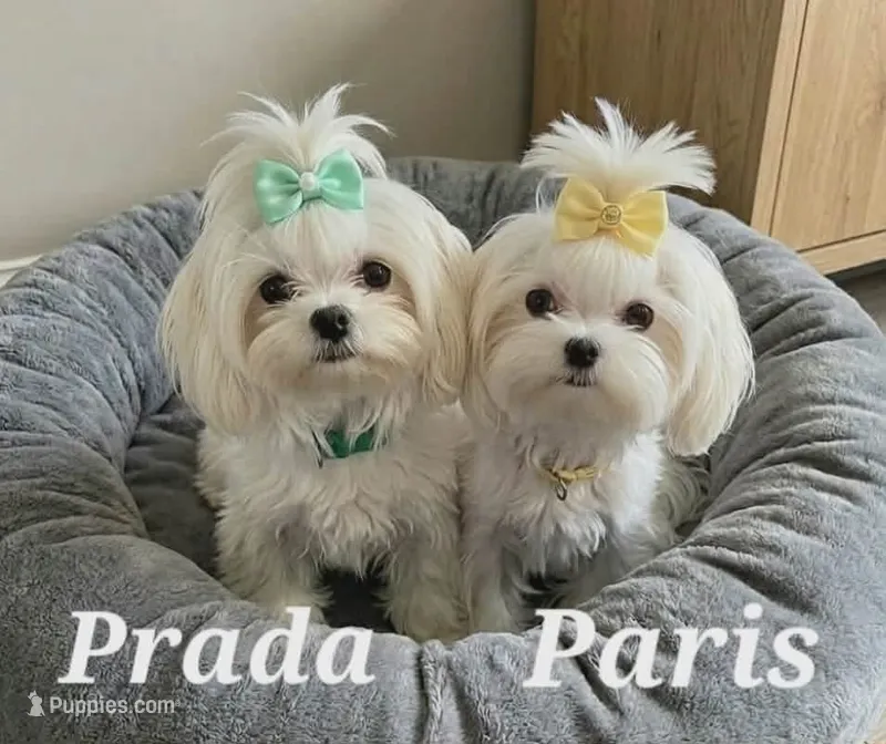 Paris Prada – Maltese puppy for sale in Mooresville, NC